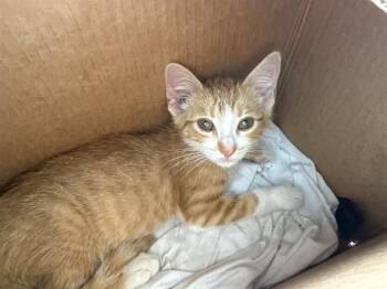A429646 -  Domestic Short Hair Cat for Adoption in Conroe, Texas - A429646 | PetCurious