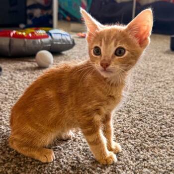 Domestic Short Hair Cats Available for Adoption in Long Beach, California - Laguna | PetCurious