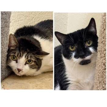 Sauerkraut & Mewthree -  Domestic Short Hair Cat for Adoption in Winchendon, Massachusetts - Sauerkraut & Mewthree | PetCurious