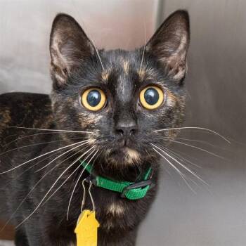 MITZI -  Domestic Short Hair Cat for Adoption in St. Louis, Missouri - MITZI | PetCurious