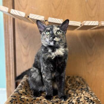 Domestic Short Hair Cats Available for Adoption - Oasis | PetCurious