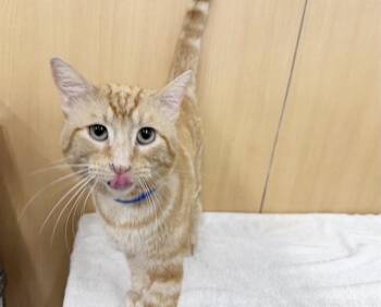 ORANGIE -  Domestic Medium Hair Cat for Adoption in Brentwood, Missouri - ORANGIE | PetCurious