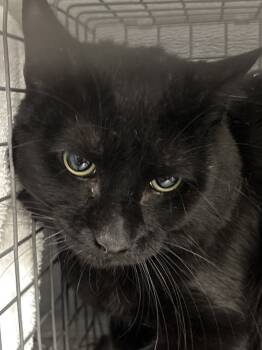 Rescue Domestic Short Hair Cats for Adoption in Las Vegas, Nevada - RAY | PetCurious