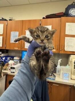 Rescue Domestic Short Hair Cats for Adoption in Doral, Florida - JOHNNY | PetCurious