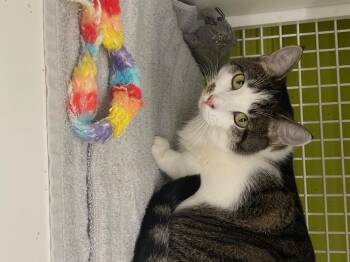 Rescue Domestic Short Hair Cats for Adoption in Bridgeport, Connecticut - Nicole | PetCurious
