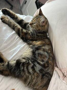 Beans (26-015 C) -  Domestic Short Hair Cat for Adoption in Lansing, Michigan - Beans (26-015 C) | PetCurious