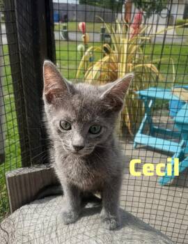 Russian Blue and Domestic Short Hair Cats Available for Adoption in Shrewsbury, Massachusetts - Cecil | PetCurious