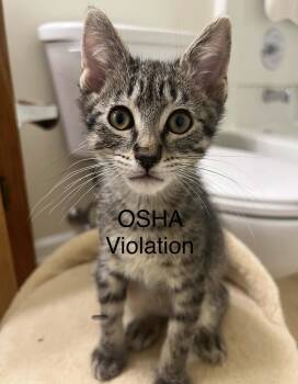 OSHA Violation -  Domestic Short Hair Cat for Adoption in Homer Glen, Illinois - OSHA Violation | PetCurious