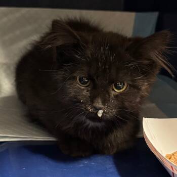 Adrian -  Domestic Short Hair Cat for Adoption in Salt Lake City, Utah - Adrian | PetCurious
