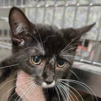 Nacho -  Domestic Short Hair Cat for Adoption in Kennebunk, Maine - Nacho | PetCurious