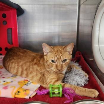 Gustav -  Domestic Short Hair Cat for Adoption in Brockton, Massachusetts - Gustav | PetCurious