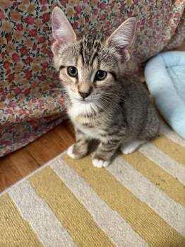 Red (FCID# 06/17/2026 - 5 Brandywine PS) -  Tabby Cat for Adoption in Greenville, Delaware - Red (FCID# 06/17/2026 - 5 Brandywine PS) | PetCurious
