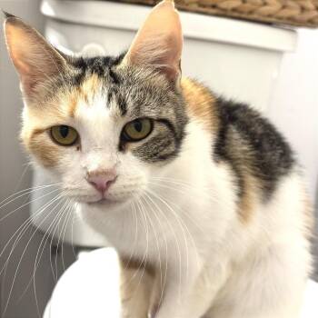 Zola the Incredible -  Domestic Short Hair Cat for Adoption in Fredericksburg, Virginia - Zola The Incredible | PetCurious