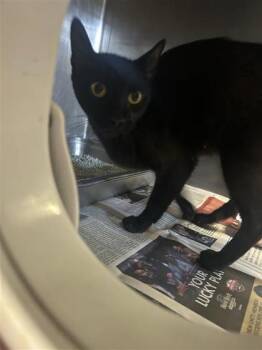 Selene -  Domestic Short Hair Cat for Adoption in Largo, Florida - Selene | PetCurious