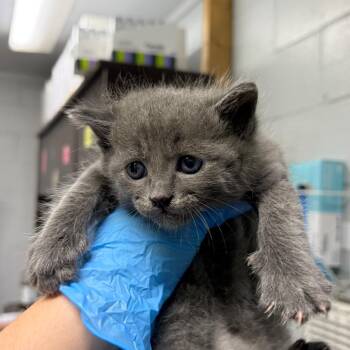 Texas -  Domestic Short Hair Cat for Adoption in Summerville, South Carolina - Texas | PetCurious