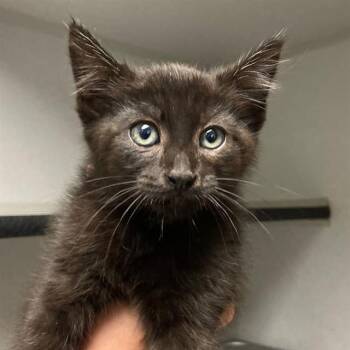 MOONSHINE -  Domestic Short Hair Cat for Adoption in Aurora, Colorado - MOONSHINE | PetCurious