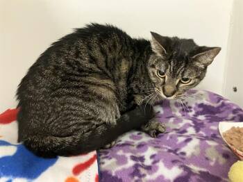 AROWANA -  Domestic Short Hair Cat for Adoption in Kent, Washington - AROWANA | PetCurious