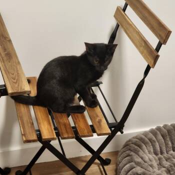 Cera -  Domestic Short Hair Cat for Adoption in Wantagh, New York - Cera | PetCurious