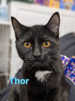 Thor -  Domestic Short Hair Cat for Adoption in Cowlesville, New York - Thor | PetCurious