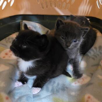 Domestic Medium Hair Cats Available for Adoption in Eureka Springs, Arkansas - Barney | PetCurious