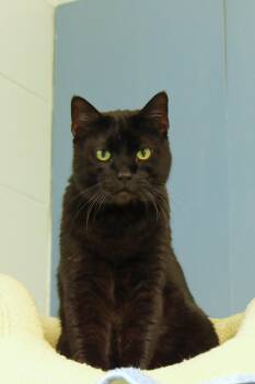 Echo -  Bombay and Domestic Short Hair Cat for Adoption in Urbana, Ohio - Echo | PetCurious