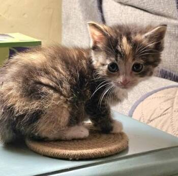 Talulah -  Domestic Long Hair and Domestic Short Hair Cat for Adoption in Paducah, Kentucky - Talulah | PetCurious