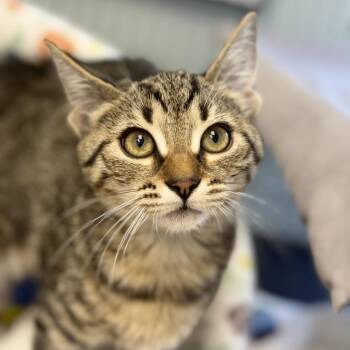 Apple -  Domestic Short Hair Cat for Adoption in Chesapeake, Virginia - Apple | PetCurious