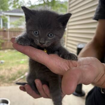 Domestic Short Hair Cats Available for Adoption in Columbia, South Carolina - Say It Ain