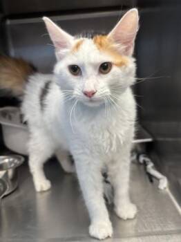 Sunni -  Domestic Long Hair and Domestic Short Hair Cat for Adoption in East Brookfield, Massachusetts - Sunni | PetCurious