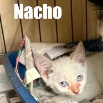 Nacho -  Domestic Short Hair Cat for Adoption in Washington, District Of Columbia - Nacho | PetCurious