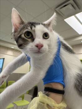 PATCHULI -  Domestic Short Hair Cat for Adoption in Las Vegas, Nevada - PATCHULI | PetCurious