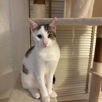 Capri -  Domestic Short Hair Cat for Adoption in Jacksonville, Florida - Capri | PetCurious