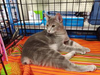 Rescue Domestic Short Hair Cats for Adoption in Fischer, Texas - Tempest | PetCurious