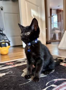 Toad -  Domestic Short Hair Cat for Adoption in Atlanta, Georgia - Toad | PetCurious