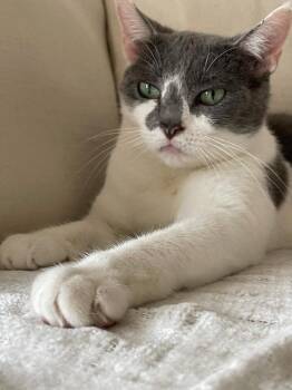 Domestic Short Hair Cats Available for Adoption - Ivy | PetCurious
