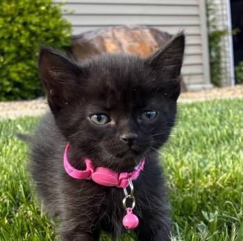 Domestic Short Hair Cats Available for Adoption in Syracuse, Indiana - Chickie | PetCurious