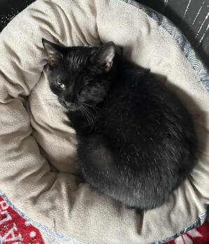 Rescue Domestic Short Hair Cats for Adoption in Warren, Ohio - Cosmo | PetCurious