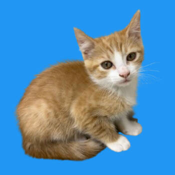 Rescue Domestic Short Hair Cats for Adoption in Tuscaloosa, Alabama - TUSC-Stray-82681 | PetCurious