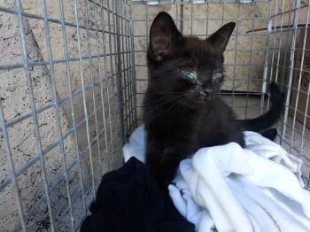 LU -  Domestic Short Hair Cat for Adoption in Fort Lauderdale, Florida - LU | PetCurious
