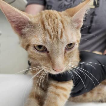 Domestic Short Hair Cats Available for Adoption in Evansville, Indiana - Samson | PetCurious