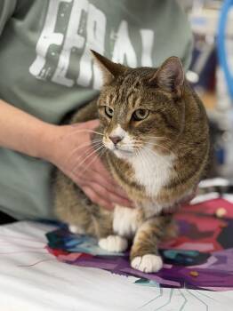 Allen -  American Shorthair Cat Available for Adoption in Fertile, Minnesota - Allen | PetCurious
