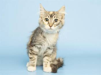 RAMEN -  Domestic Short Hair Cat for Adoption in Phoenix, Arizona - RAMEN | PetCurious