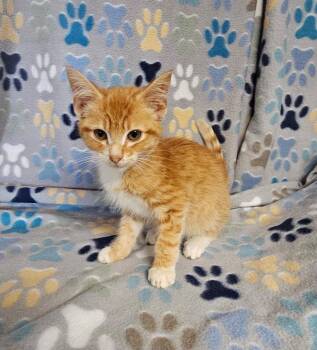 Ricky -  Domestic Short Hair Cat for Adoption in Wabash, Indiana - Ricky | PetCurious