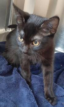 Kelp -  Domestic Short Hair Cat for Adoption in Georgetown, Ohio - Kelp | PetCurious