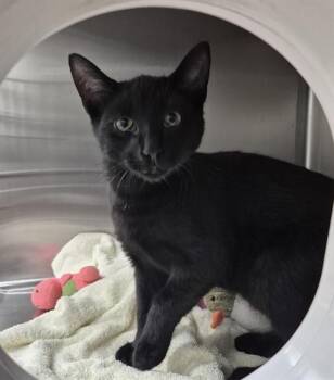 LOON -  Domestic Short Hair Cat for Adoption in Vaughan, Ontario - LOON | PetCurious