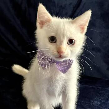Ralph & Leo -  Siamese Cat for Adoption in Liverpool, Texas - Ralph & Leo | PetCurious