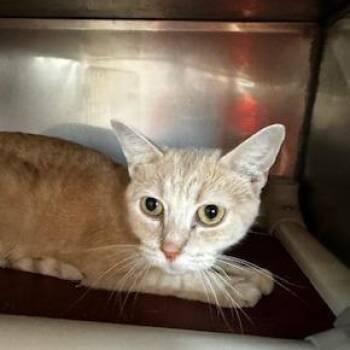 An Yu -  Domestic Short Hair Cat for Adoption in Grinnell, Iowa - An Yu | PetCurious