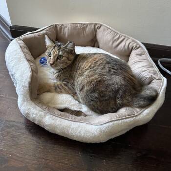 Nancy Drew -  Domestic Short Hair Cat for Adoption in Chicago, Illinois - Nancy Drew | PetCurious