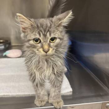 Simba -  Domestic Long Hair Cat for Adoption in Ulster, Pennsylvania - Simba | PetCurious