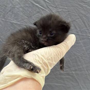 Domestic Short Hair Cats Available for Adoption - Lily | PetCurious